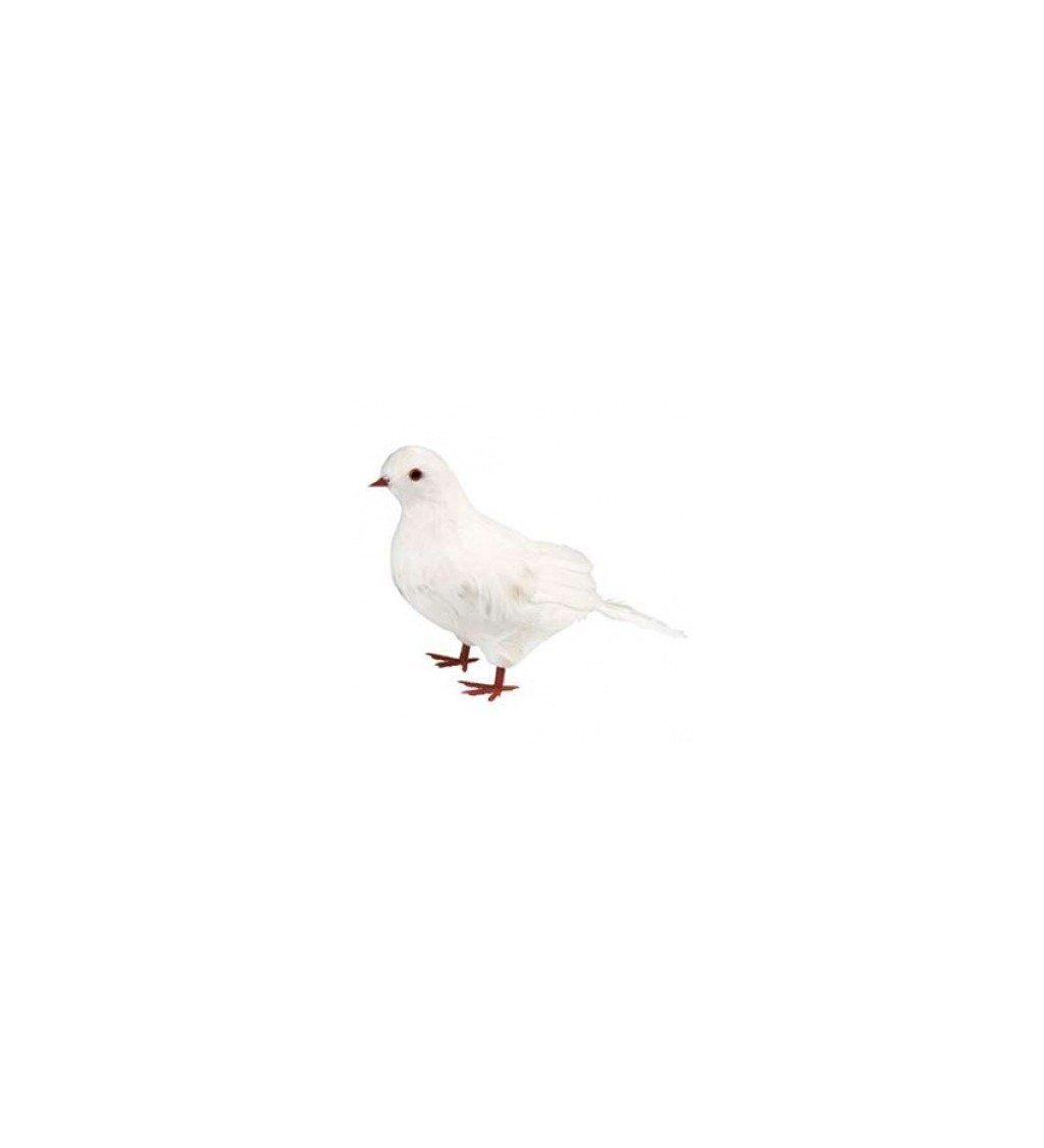 Biela holubička