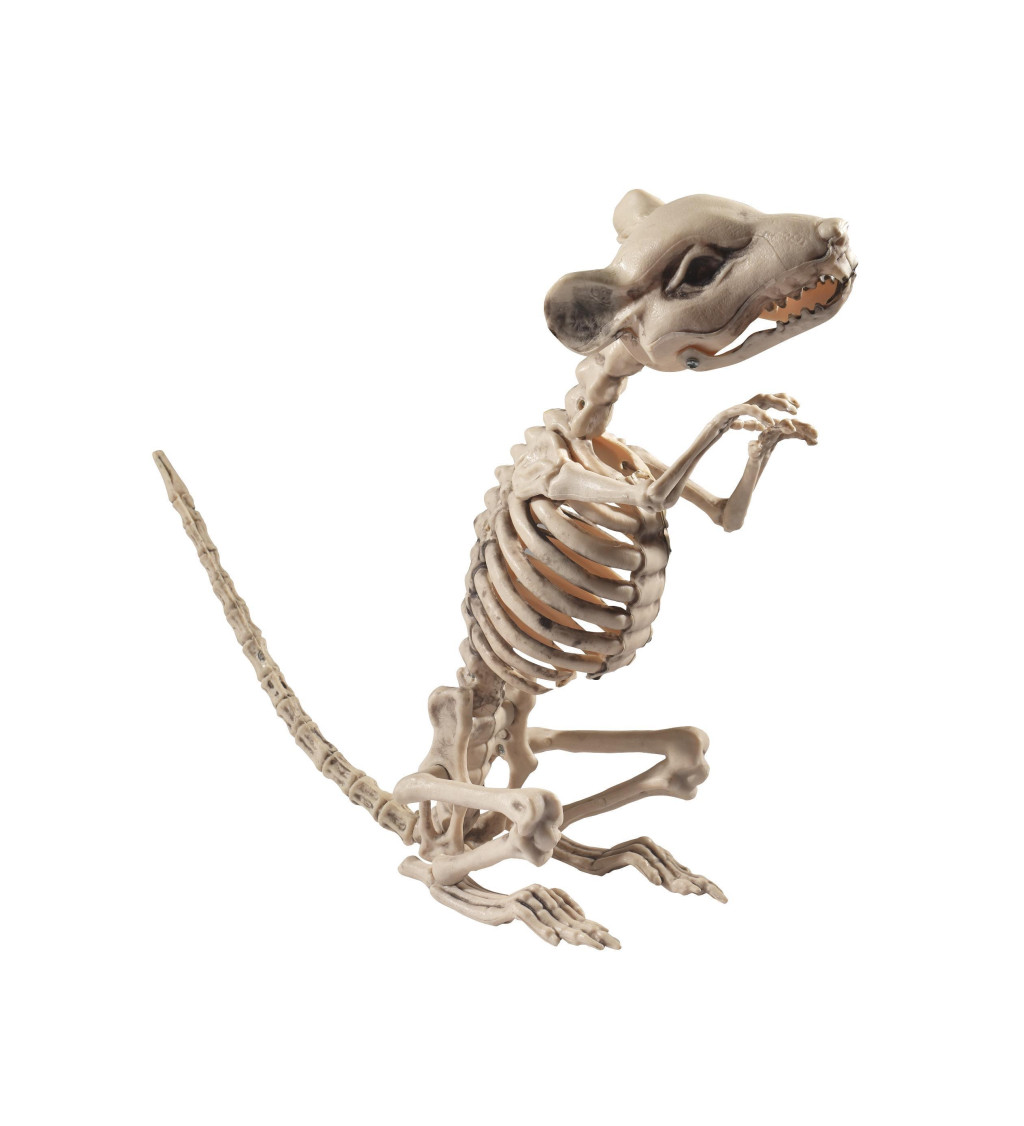 Kostra Potkan